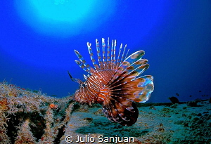 Lionfish in a Wreck by Julio Sanjuan 